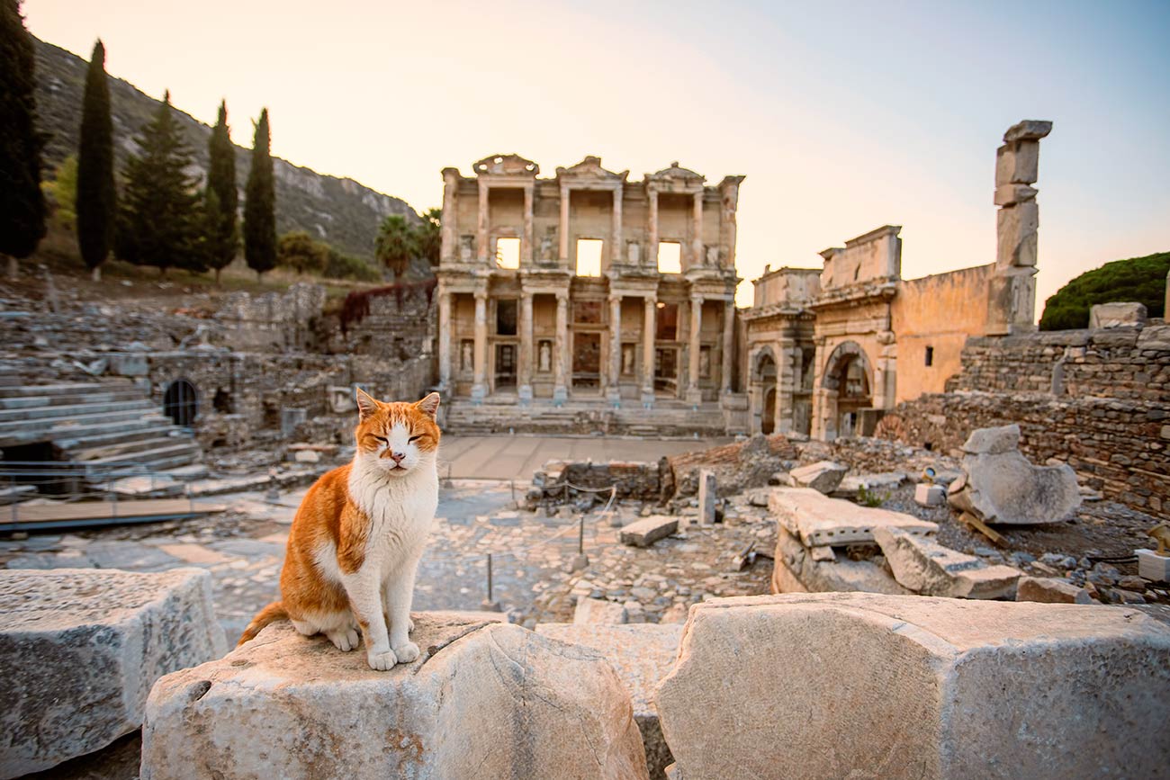 Ephesus Celsus Library and Cat