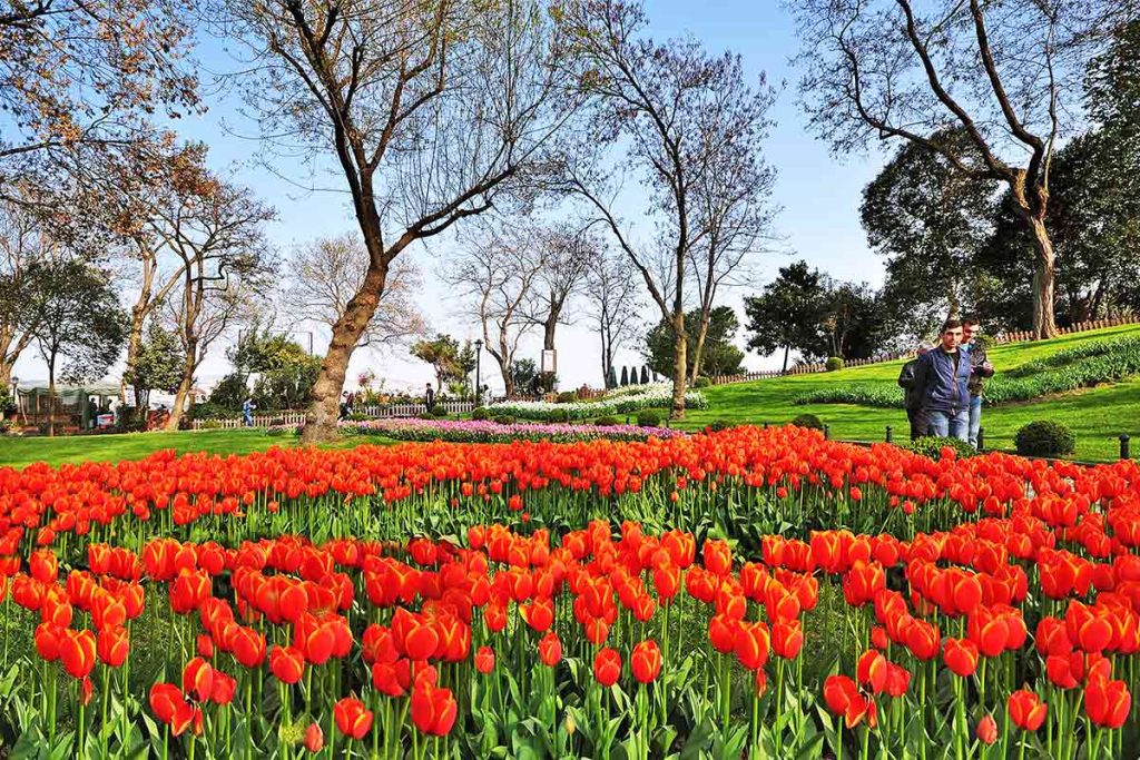 Istanbul Gulhane Park and Tulips Landscape