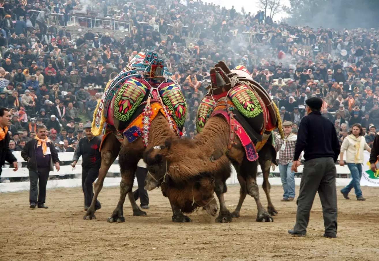 Selcuk Camel Wrestling Festival