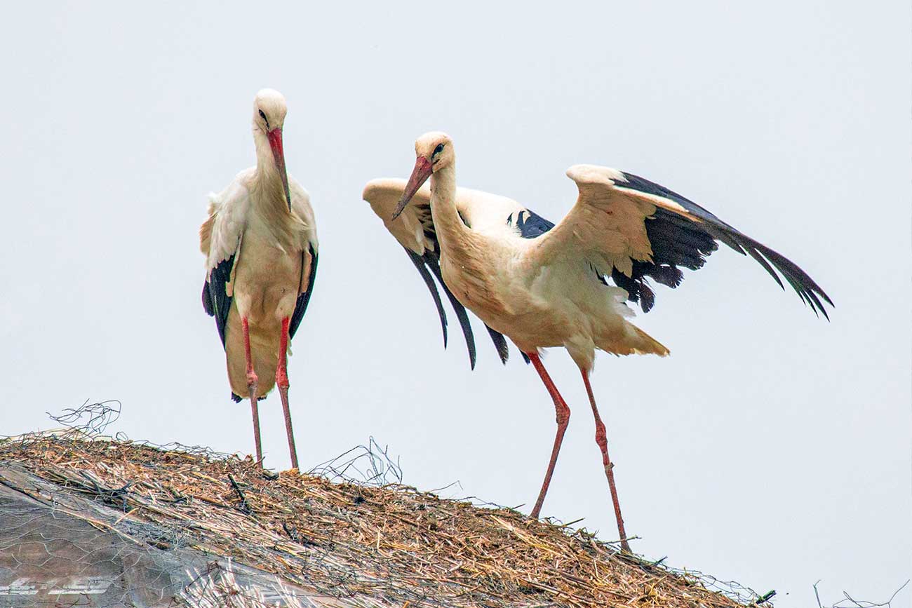 Stork in Turkey