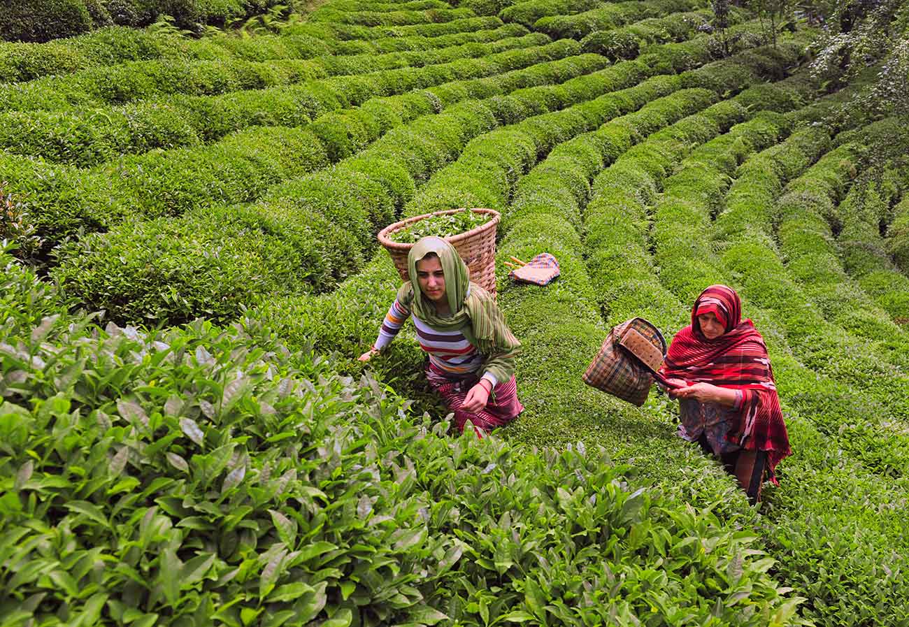 Tea Harvest