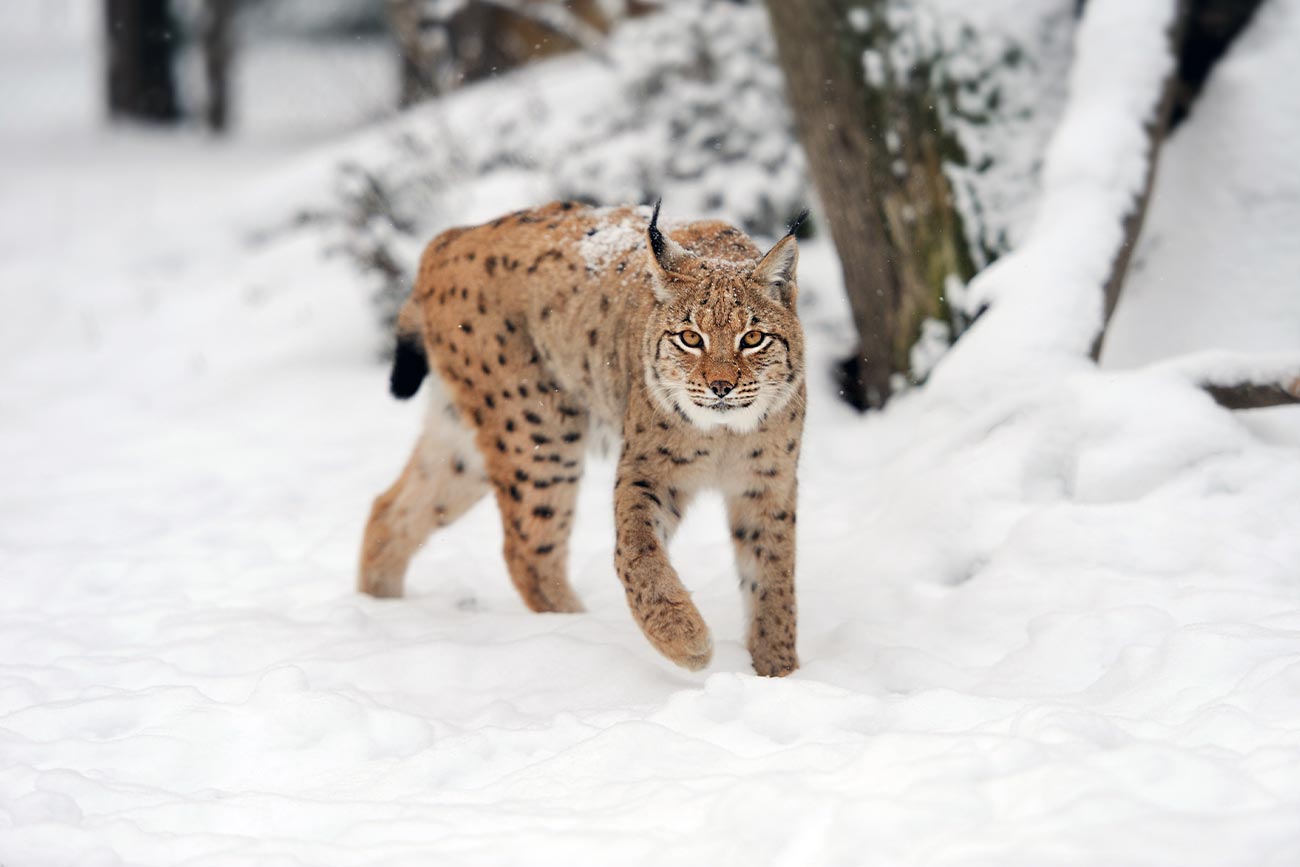 Turkey Caucasian Lynx