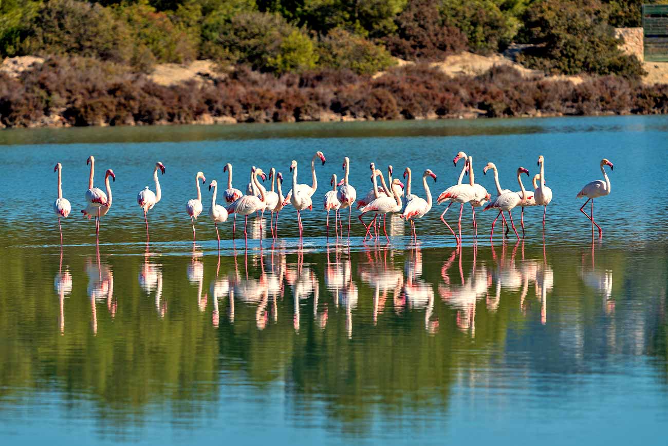 Turkey Lake Flamingo