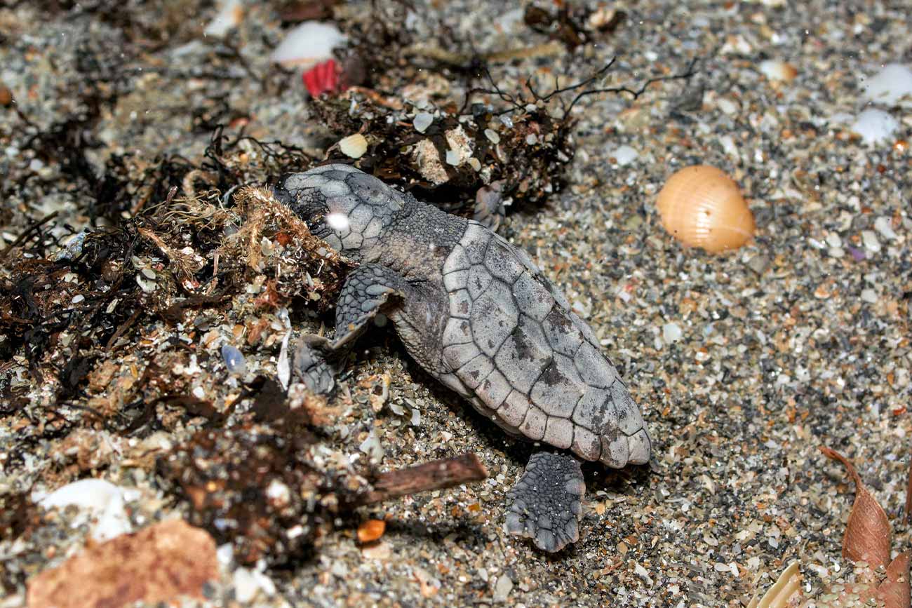 Turkey Sea Turtles Caretta Caretta