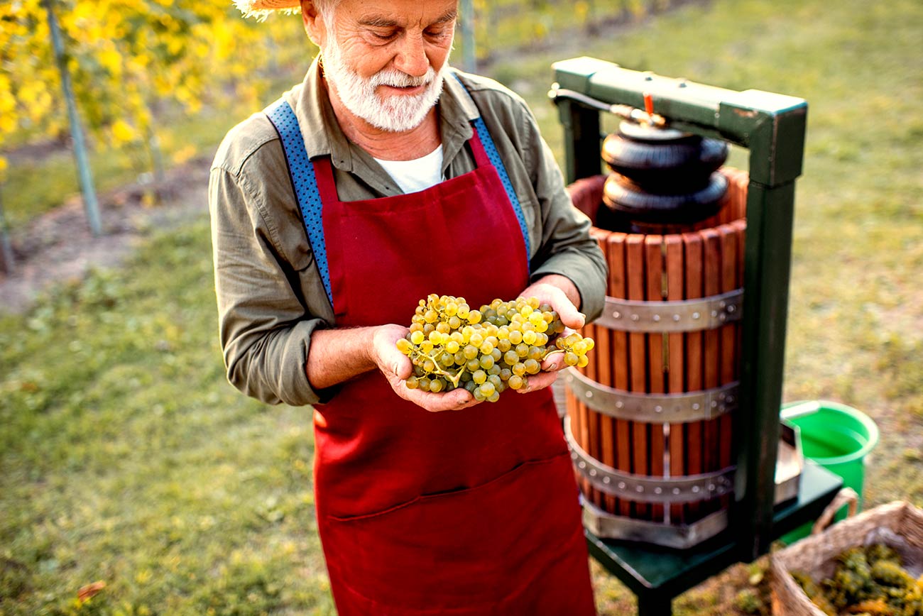 Turkey Senior Winemaker Grape Growing