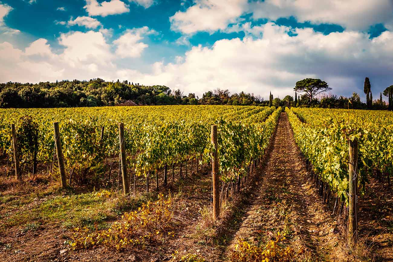 Turkey Vineyards