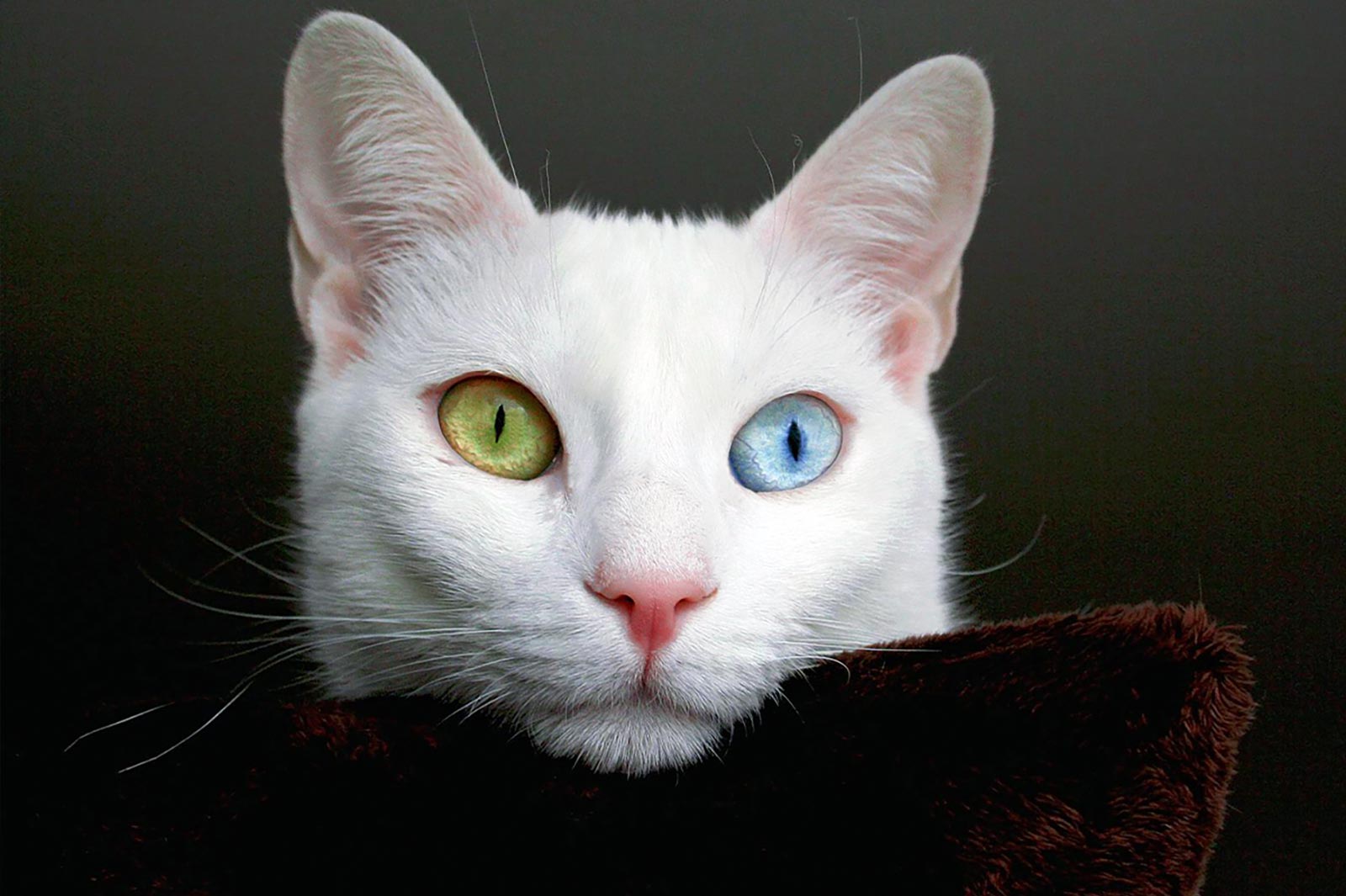 Turkish Van Cats