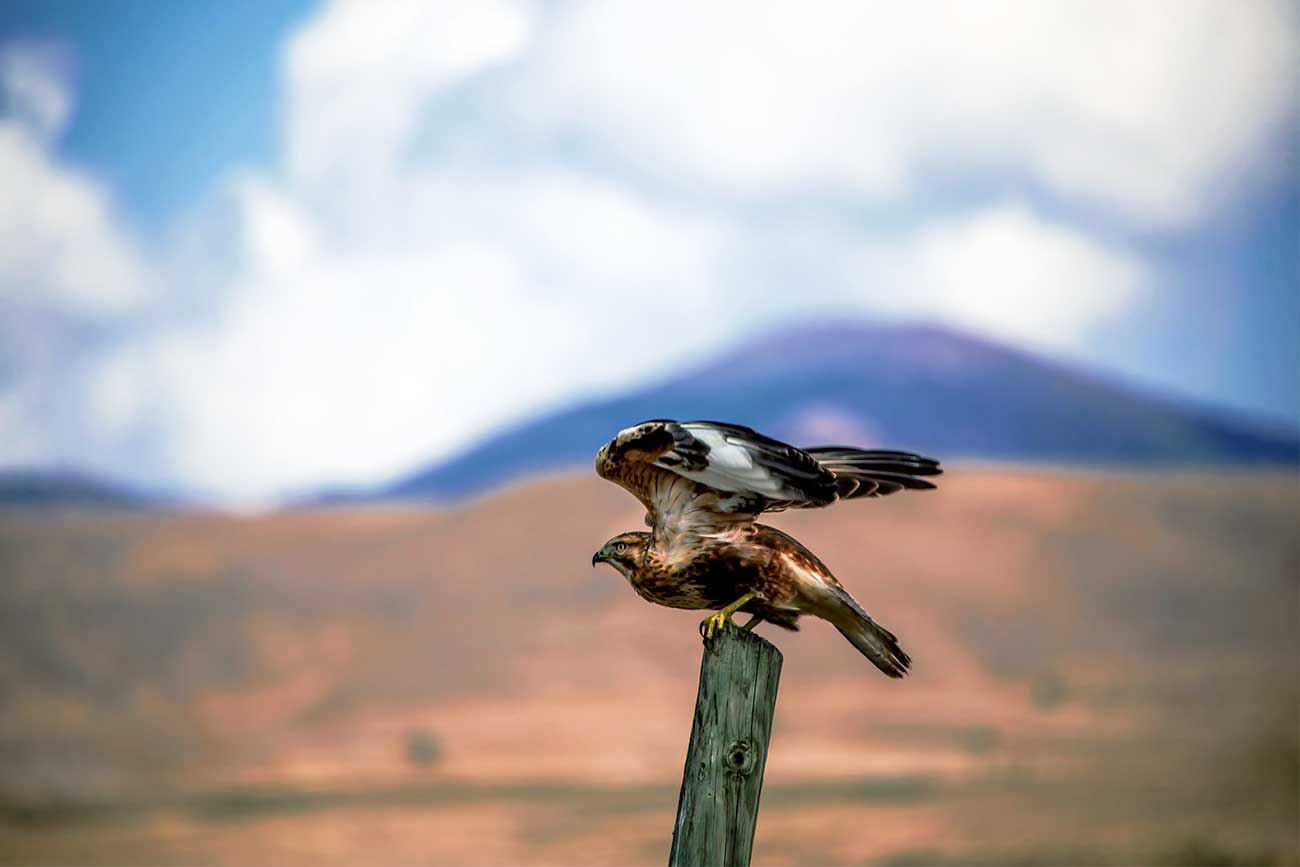 Wildlife in Turkey