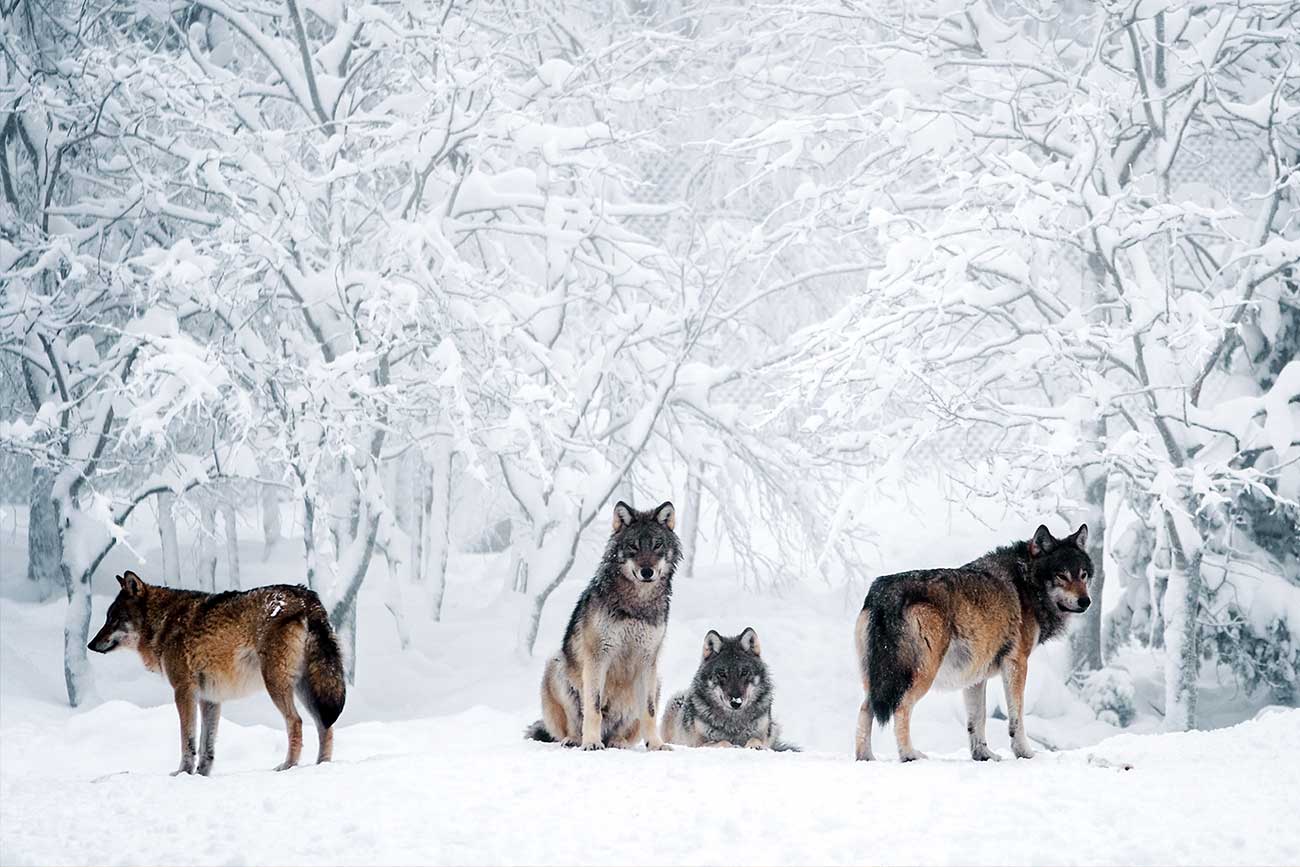 Wolves in Turkey Wildlife